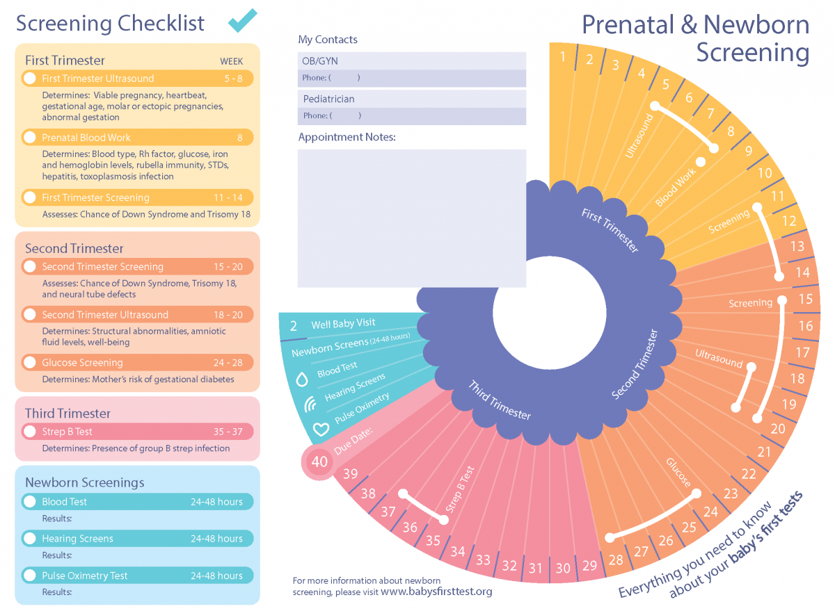 Second screening. Prenatal Screening Test. Экран таймлайна.